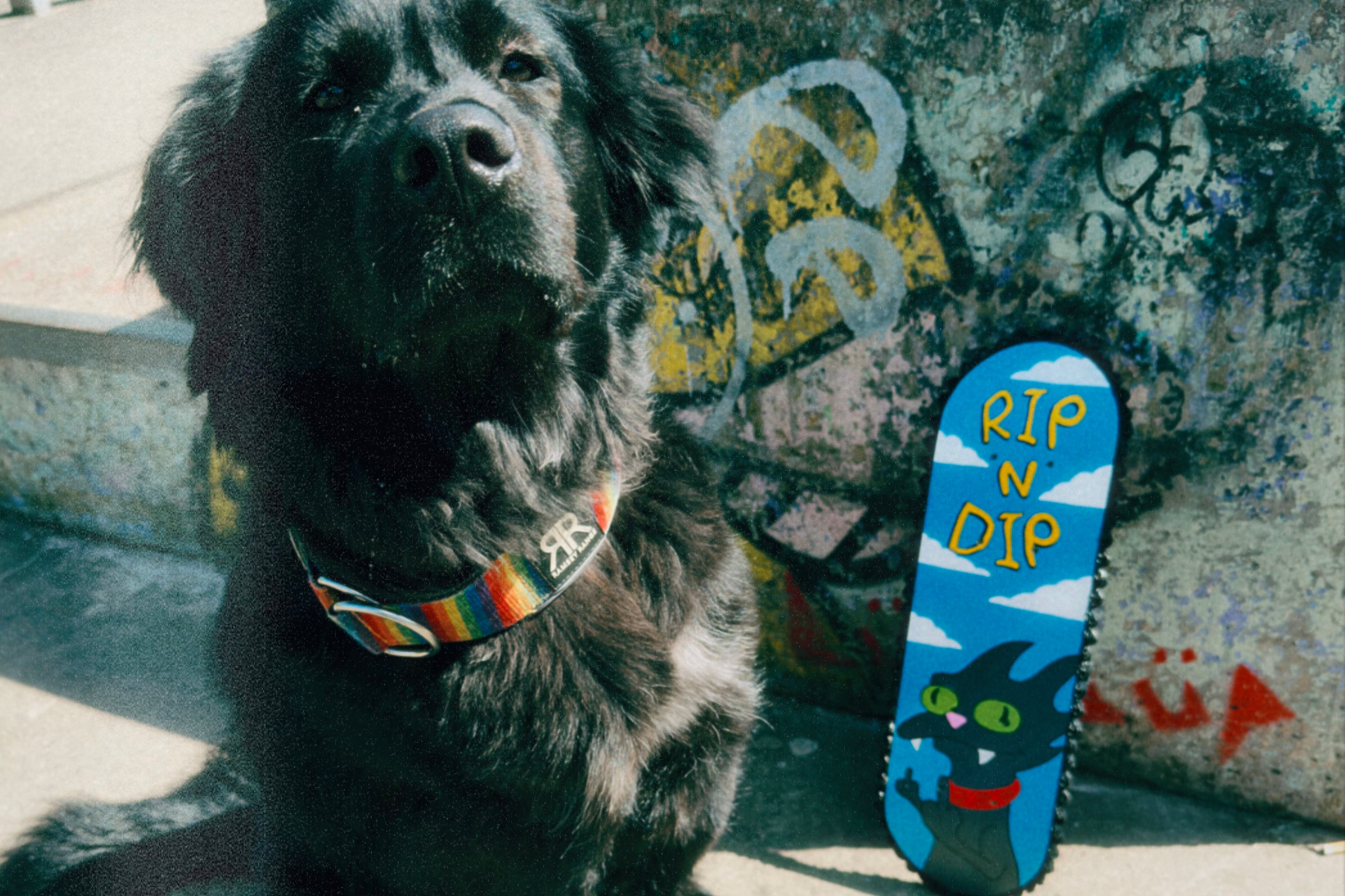 Snowball x RipnDip Scakeboard